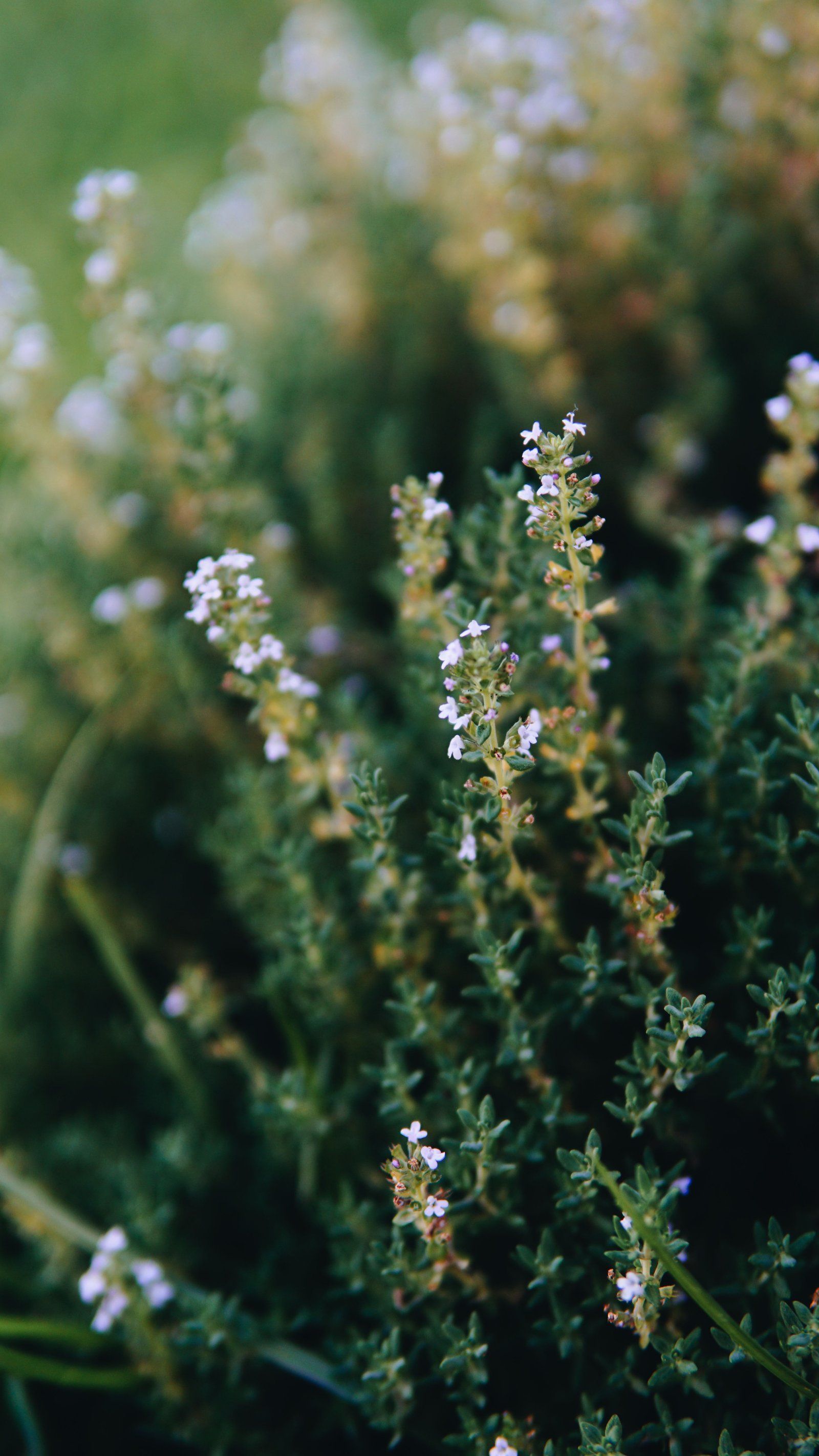 Healing plants preview